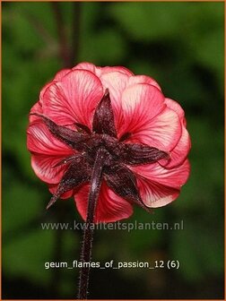 Geum rivale 'Flames of Passion' | Nagelkruid, Knikkend nagelkruid