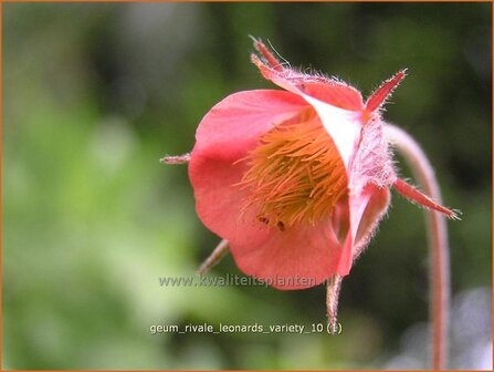 Geum rivale 'Leonard's Variety' | Nagelkruid, Knikkend nagelkruid