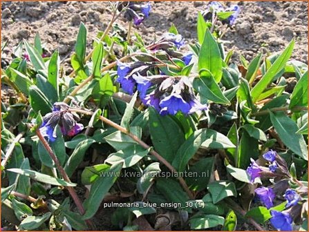 Pulmonaria &#039;Blue Ensign&#039; | Longkruid