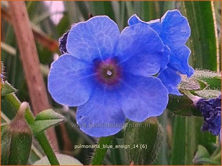 Pulmonaria &#039;Blue Ensign&#039; | Longkruid