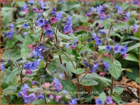 Pulmonaria officinalis &#039;Wuppertal&#039; | Longkruid