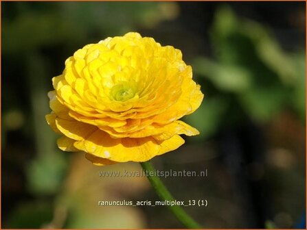 Ranunculus acris &#039;Multiplex&#039; | Gevulde boterbloem