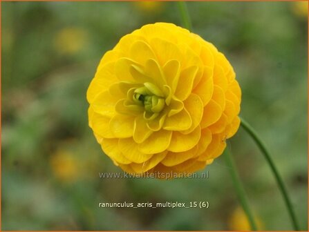 Ranunculus acris &#039;Multiplex&#039; | Gevulde boterbloem, Boterbloem