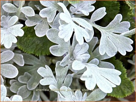 Artemisia stelleriana 'Boughton Silver' | Alsem, Bijvoet, Edelruit | Gabelbl&auml;ttriger Silber-Wermut