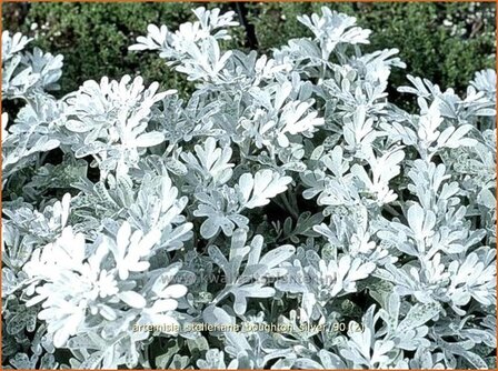 Artemisia stelleriana 'Boughton Silver' | Alsem, Bijvoet, Edelruit | Gabelbl&auml;ttriger Silber-Wermut