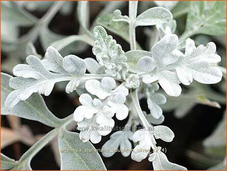 Artemisia stelleriana 'Boughton Silver' | Alsem, Bijvoet, Edelruit | Gabelbl&auml;ttriger Silber-Wermut