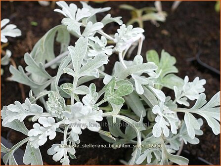 Artemisia stelleriana 'Boughton Silver' | Alsem, Bijvoet, Edelruit | Gabelbl&auml;ttriger Silber-Wermut