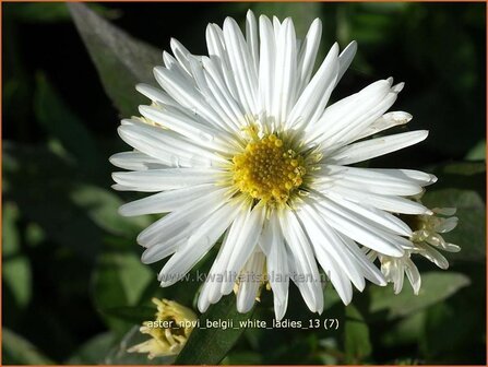 Aster novi-belgii &#039;White Ladies&#039; | Nieuw-Nederlandse aster, Herfstaster, Aster | Glattblatt-Aster