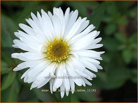 Aster novi-belgii &#039;White Ladies&#039; | Nieuw-Nederlandse aster, Herfstaster, Aster | Glattblatt-Aster