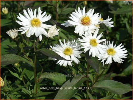 Aster novi-belgii &#039;White Ladies&#039; | Nieuw-Nederlandse aster, Herfstaster, Aster | Glattblatt-Aster