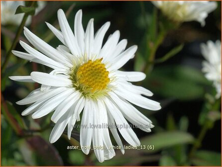 Aster novi-belgii &#039;White Ladies&#039; | Nieuw-Nederlandse aster, Herfstaster, Aster | Glattblatt-Aster