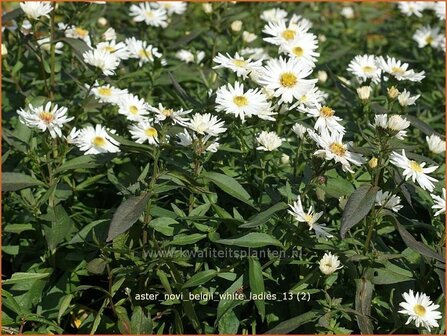 Aster novi-belgii &#039;White Ladies&#039; | Nieuw-Nederlandse aster, Herfstaster, Aster | Glattblatt-Aster