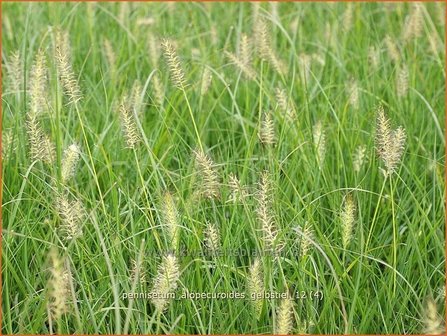 Pennisetum alopecuroides 'Gelbstiel' | Lampenpoetsersgras
