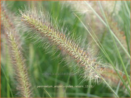 Pennisetum alopecuroides &#039;Reborn&#039; | Lampenpoetsersgras