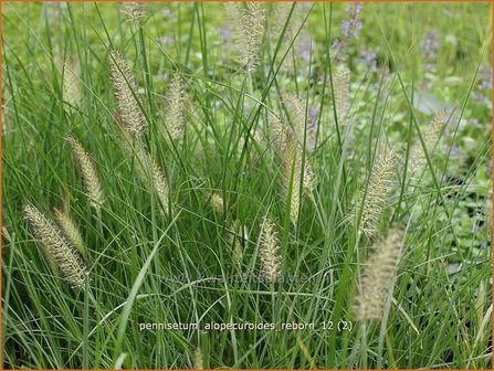 Pennisetum alopecuroides 'Reborn' | Lampenpoetsersgras