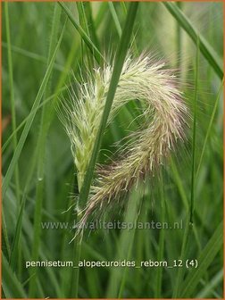 Pennisetum alopecuroides &#039;Reborn&#039; | Lampenpoetsersgras