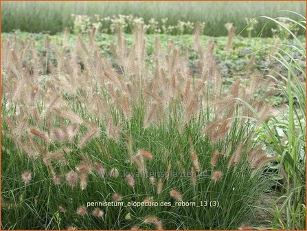 Pennisetum alopecuroides 'Reborn' | Lampenpoetsersgras