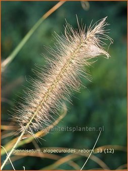 Pennisetum alopecuroides &#039;Reborn&#039; | Lampenpoetsersgras