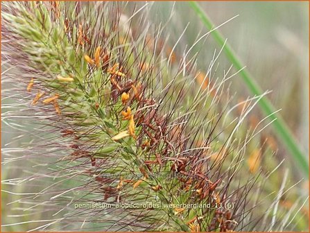 Pennisetum alopecuroides 'Weserbergland' | Lampenpoetsersgras