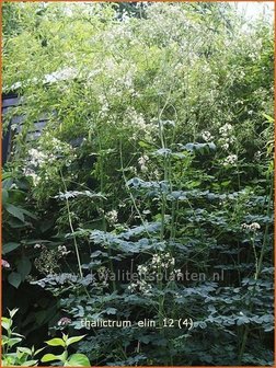 Thalictrum 'Elin' | Ruit