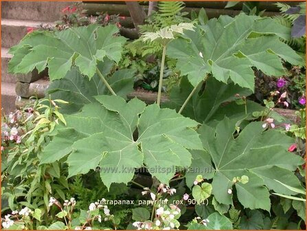 Tetrapanax papyrifer &#039;Rex&#039; | Rijstpapierplant, Rijstpapierboom | Reispapierbaum | Rice-paper Plant