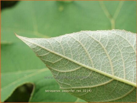 Tetrapanax papyrifer &#039;Rex&#039; | Rijstpapierplant, Rijstpapierboom | Reispapierbaum | Rice-paper Plant