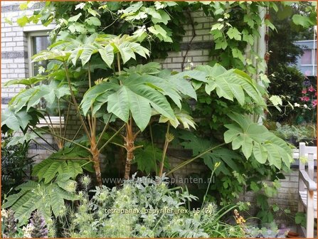 Tetrapanax papyrifer &#039;Rex&#039; | Rijstpapierplant, Rijstpapierboom | Reispapierbaum | Rice-paper Plant
