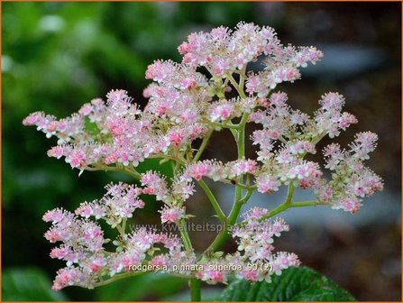 Rodgersia pinnata 'Superba' | Schout-bij-nacht, Kijkblad