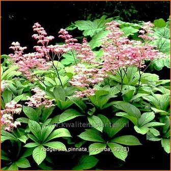 Rodgersia pinnata 'Superba' | Schout-bij-nacht, KijkbladRodgersia pinnata 'Superba' | Schout-bij-na