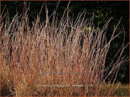 Schizachyrium scoparium 'Wildwest' | Klein prairiegras