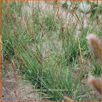 Molinia caerulea &#039;Strahlenquelle&#039; | Pijpestrootje, Pijpenstrootje