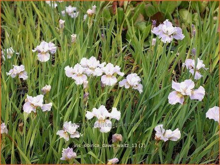 Iris sibirica &#039;Dawn Waltz&#039; | Iris, Lis, Siberische iris