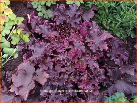 Heuchera 'Purple Petticoats' | Purperklokje