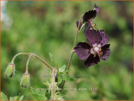 Geranium phaeum &#039;Mourning Widow&#039; | Ooievaarsbek