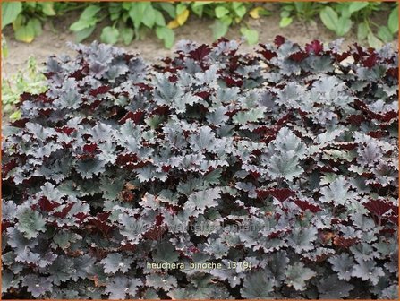 Heuchera &#039;Binoche&#039; | Purperklokje