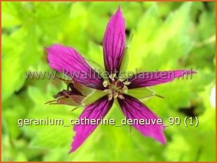 Geranium &#039;Catherine Deneuve&#039; | Ooievaarsbek