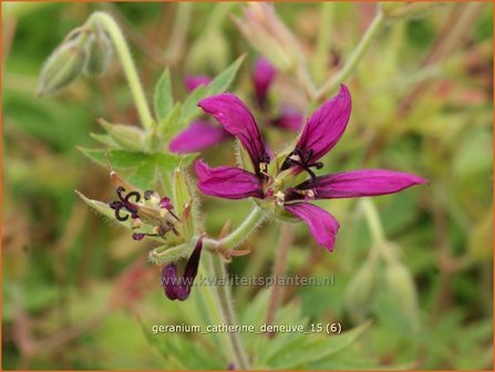 Geranium 'Catherine Deneuve' | Ooievaarsbek, Tuingeranium