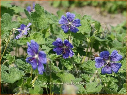 Geranium &#039;Terre Franche&#039; | Ooievaarsbek, Tuingeranium | Storchschnabel