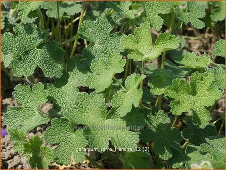 Geranium &#039;Terre Franche&#039; | Ooievaarsbek, Tuingeranium | Storchschnabel