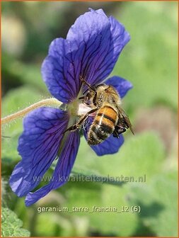 Geranium &#039;Terre Franche&#039; | Ooievaarsbek, Tuingeranium | Storchschnabel