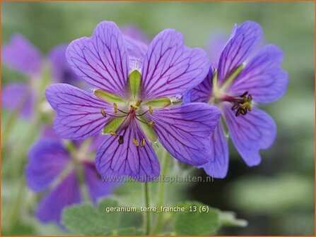 Geranium &#039;Terre Franche&#039; | Ooievaarsbek, Tuingeranium | Storchschnabel