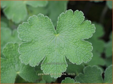 Geranium &#039;Terre Franche&#039; | Ooievaarsbek, Tuingeranium | Storchschnabel