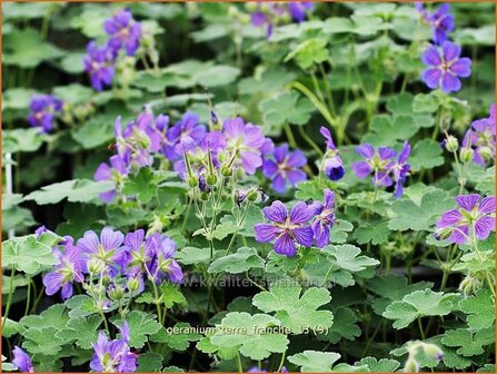 Geranium &#039;Terre Franche&#039; | Ooievaarsbek, Tuingeranium | Storchschnabel