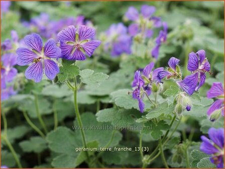 Geranium &#039;Terre Franche&#039; | Ooievaarsbek, Tuingeranium | Storchschnabel