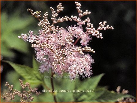 Filipendula purpurea &#039;Elegans&#039; | Moerasspirea