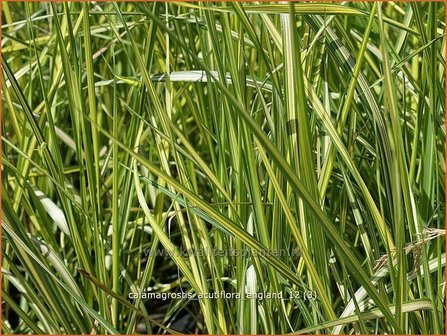 Calamagrostis acutiflora 'England' | Struisriet