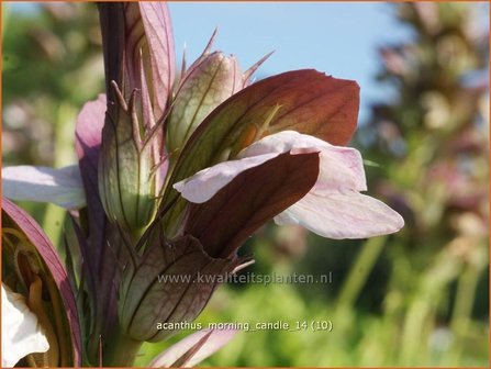 Acanthus &amp;#39;Morning Candle&amp;#39; | Stekelige berenklauw, Akant | B&auml;renklau