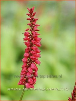 Persicaria amplexicaulis &#039;JS Caliente&#039; | Duizendknoop, Adderwortel