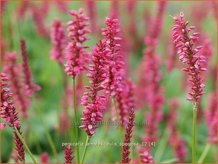 Persicaria amplexicaulis &#039;Speciosa&#039; | Duizendknoop, Adderwortel