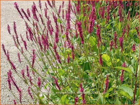 Persicaria amplexicaulis &#039;Speciosa&#039; | Duizendknoop, Adderwortel